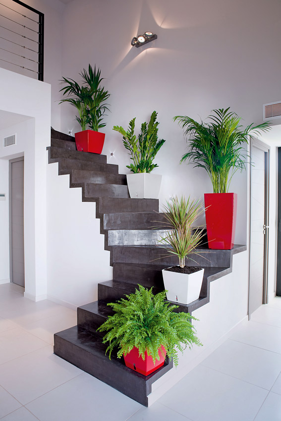 plantas6